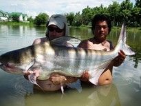 Chao Phraya Catfish