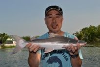Thai Fish Species - Lau Lau