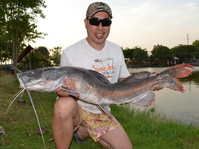 Thai Redtailed Catfish - Tommy