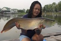 Thai Fish Species - Arawana