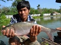 Thai Fish Species - Silver Carp