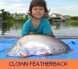 Thai Fish Species - Clown Featherback