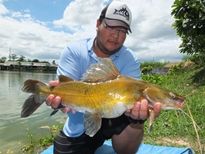 Thai Fish Species - Yellow Catfish