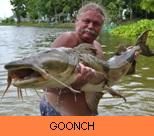 Thai Fish Species - Goonch