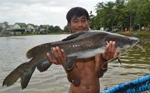 Salween Catfish 8.5kg Salween Catfish 8.5kg
