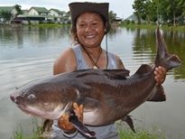 Thai Fish Species - Salween Rita