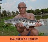 Thai Fish Species - Barred Sorubim