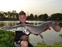 Thai Fish Species - Black Gar