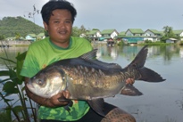 Thai Fish Species - Picuda