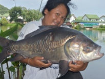 Thai Fish Species - Picuda
