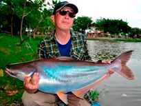 Thai Fish Species - Striped Catfish