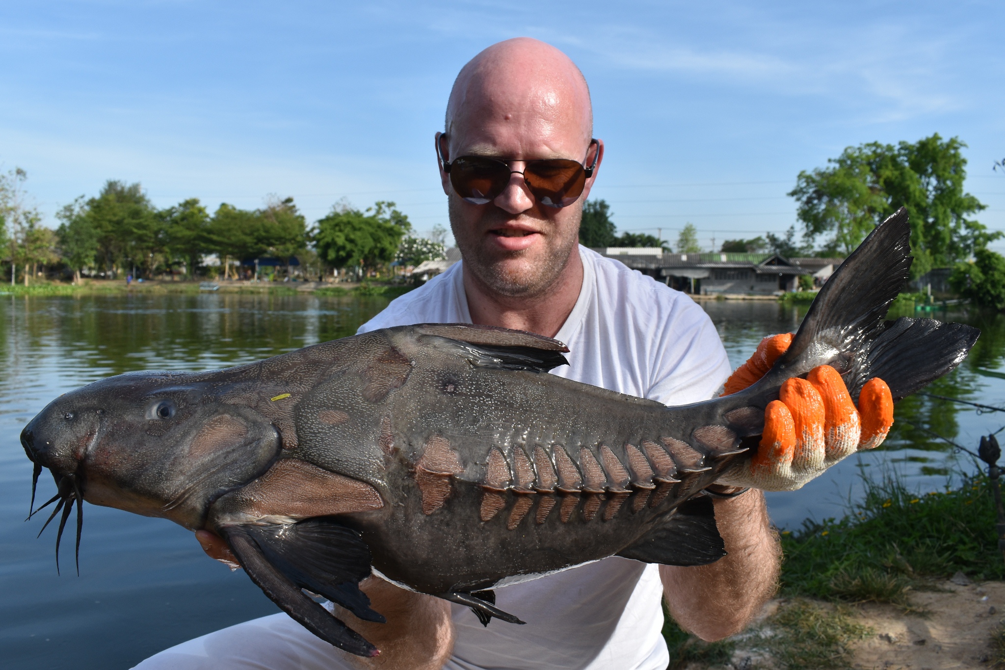 Ripsaw Catfish Gallery PTL2