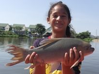 Thai Fish Species - Bangana Behri
