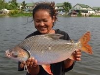 Thai Fish Species - Flagtail