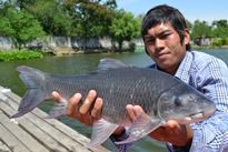 Thai Fish Species - Kali Rohu
