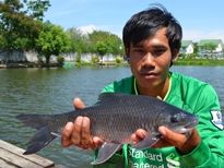 Thai Fish Species - Kali Rohu