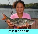 Khao Laem Dam Gallery - Eye Spot Barb