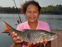 Thai Fish Species - Eye Spot Barb