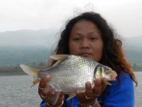 Thai Fish Species - Smith's Barb