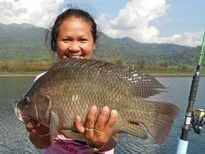 Thai Fish Species - Tilapia