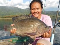 Thai Fish Species - Tilapia