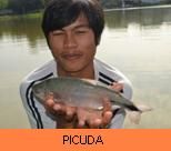 Photo Gallery - Picuda