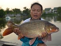 Thai Fish Species - Common Carp