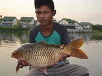 Thai Fish Species - Common Carp