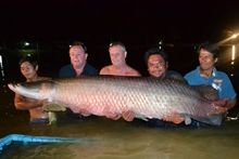 Arapaima Arapaima
