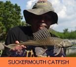 Thai Fish Species - Suckermouth Catfish