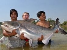 Chao Phraya Catfish 74kg