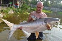 Thai Fish Species - Big-Y Catfish