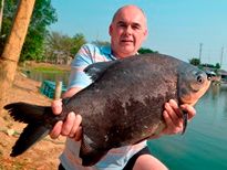 Thai Fish Species - Parapatinga