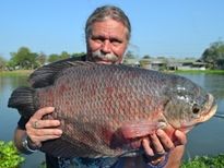 Thai Fish Species - Elephant Ear Gourami