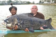 72kg Siamese Carp 72kg Siamese Carp