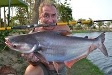 Catfish Shark 7.70kg