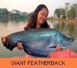 Thai Fish Species - Giant Featherback