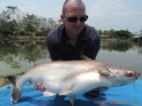 Thai Fish Species - Thai Catfish Shark