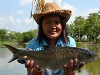 Thai Fish Species - Blue Mahseer