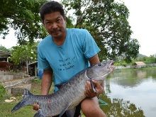 15.5kg Thai Mahseer