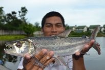 Thai Fish Species - Goliath Tigerfish