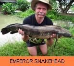 Thai Fish Species - Emperor Snakehead