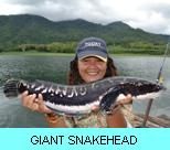 Khao Laem Dam Gallery - Giant Snakehead