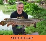 Thai Fish Species - Spotted Gar