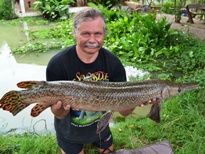 Thai Fish Species - Spotted Gar