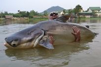 Thai Fish Species - Mekong Catfish