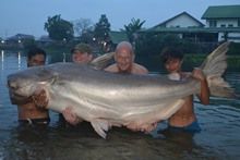 Mekong Catfish 182kg