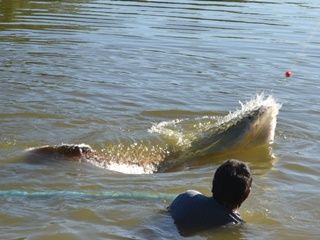 Arapaima