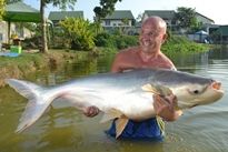 Thai Fish Species - Big-Y Catfish