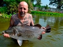 Thai Fish Species - Barramundi